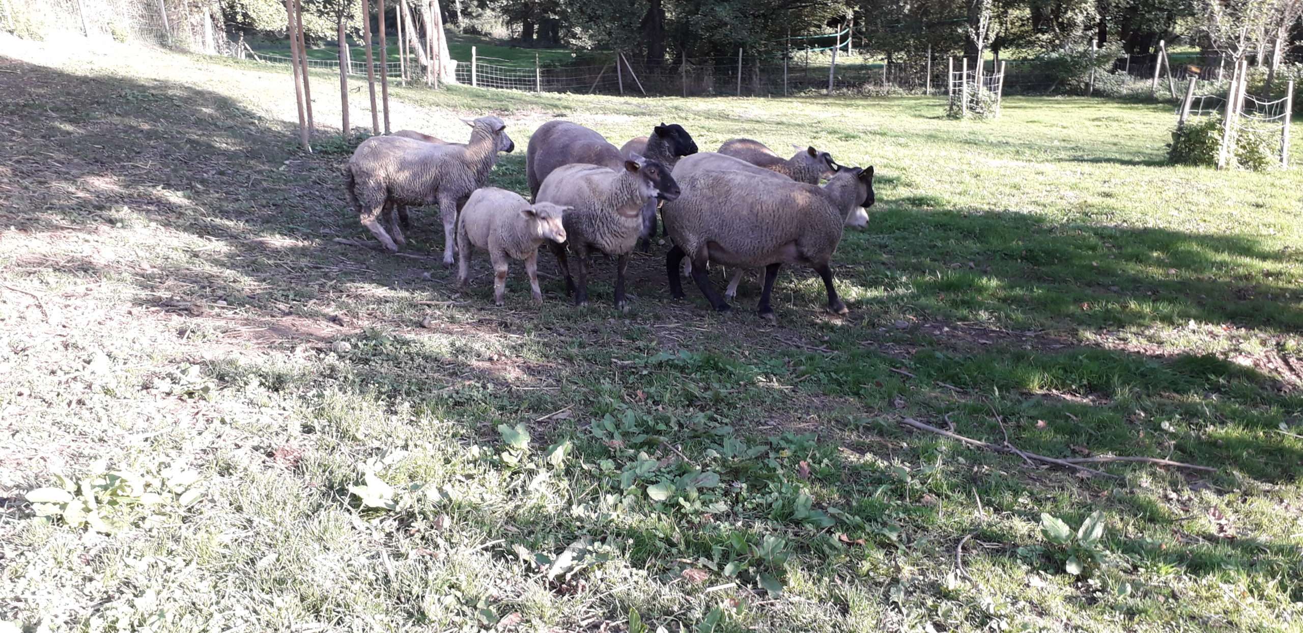 Notre petit troupeau de mouton