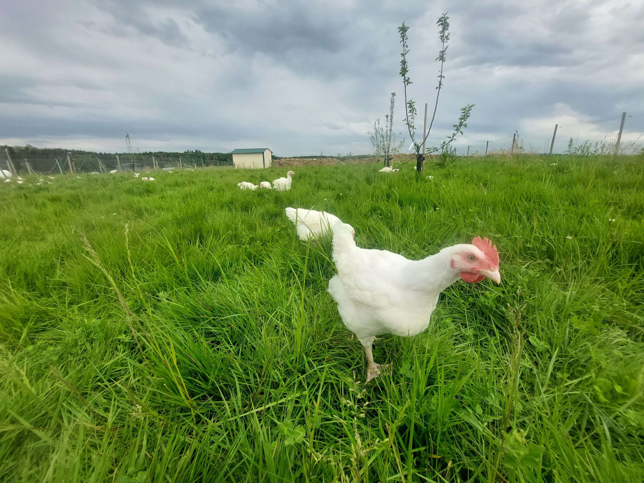 photo poulet